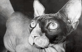 A black and white charcoal drawing of a sphinx cat.